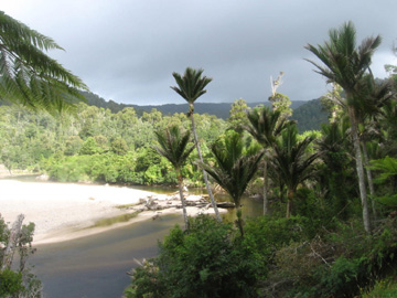 Nikaus along the heaphy river