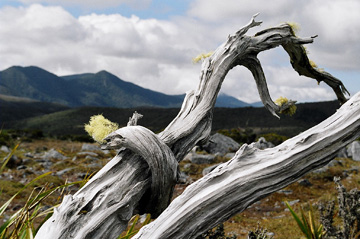 Gouland Downs