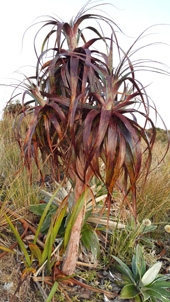 Plant life on the paparoa track