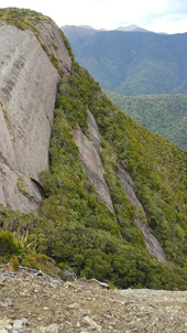 Walking the Paparoa track