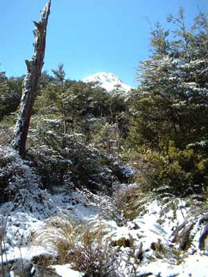 1000 acre plateau - Kahurangi National Park